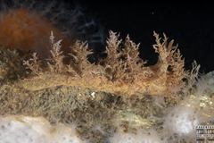 Dendronotus europaeus