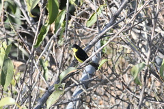 Spinus psaltria psaltria
