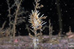 Rubramoena rubescens