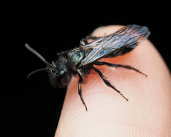 Andrena cerasifolii