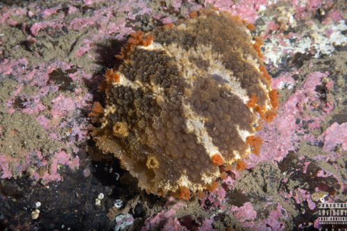 Homberg's Triton