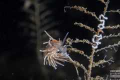 Rubramoena rubescens