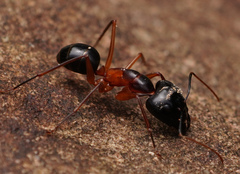 Camponotus festinus