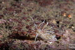 Rubramoena rubescens
