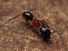 Camponotus festinus