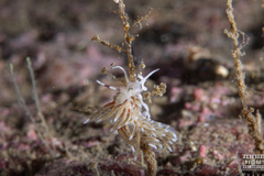 Rubramoena rubescens