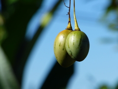 Solanum betaceum