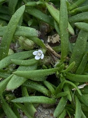Polypremum procumbens