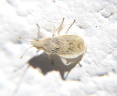 Aufeius impressicollis