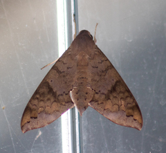 Pachylioides resumens