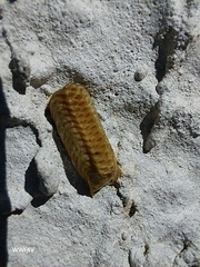 Vatinae