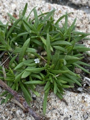 Polypremum procumbens
