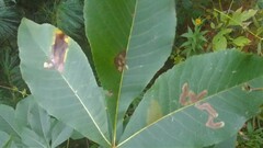 Cameraria caryaefoliella