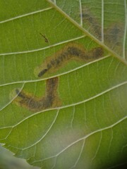 Cameraria caryaefoliella