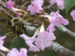 Tabebuia rosea
