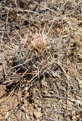 Echinofossulocactus ochoterenaus