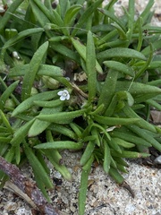 Polypremum procumbens