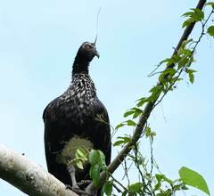 Anhima cornuta