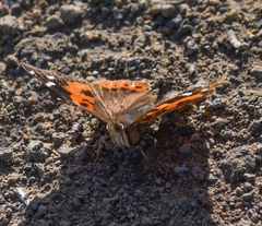 Vanessa vulcania