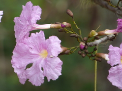 Tabebuia rosea