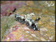 Goniodoris joubini