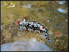 Hypselodoris infucata