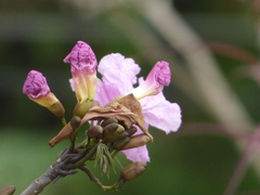 Tabebuia rosea