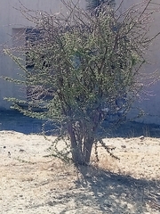 Vachellia schaffneri