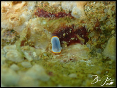 Goniobranchus verrieri