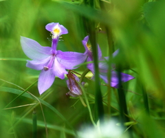Calopogon tuberosus tuberosus