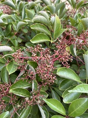 Viburnaceae