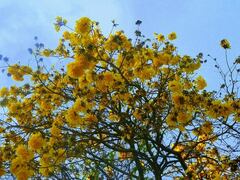 Handroanthus guayacan