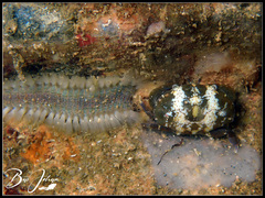 Decapoda