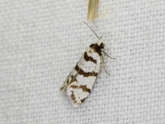 Lepidoscia characota