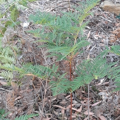 Pteridium esculentum