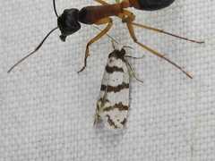 Lepidoscia characota