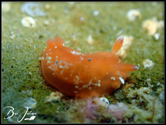 Dendrodoris fumata