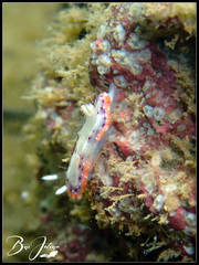 Goniobranchus decorus
