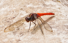 Onychothemis coccinea
