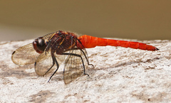 Onychothemis coccinea