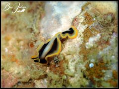 Pseudoceros paralaticlavus