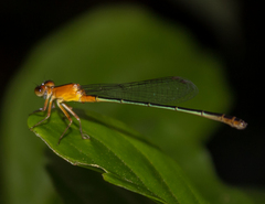 Ischnura fluviatilis