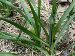 Allium canadense