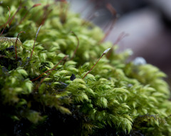 Pseudohygrohypnum eugyrium