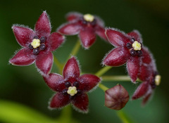 Vincetoxicum barbatum