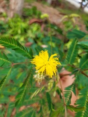 Neptunia oleracea