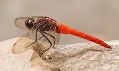 Onychothemis coccinea