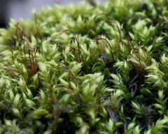 Pseudohygrohypnum eugyrium