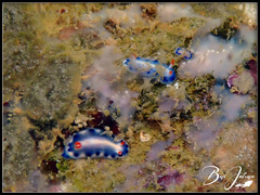 Hypselodoris infucata