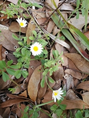 Aphanostephus skirrhobasis